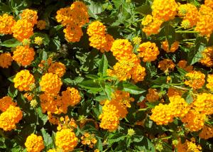 Neil Sperry column: Some plants thrive in summer heat without fertilizer