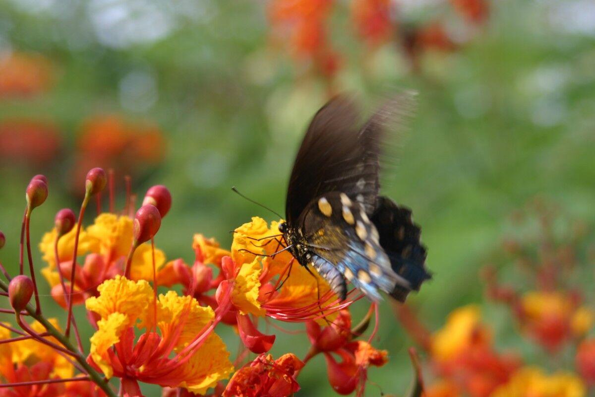 Butterfly on Caesalpinia
