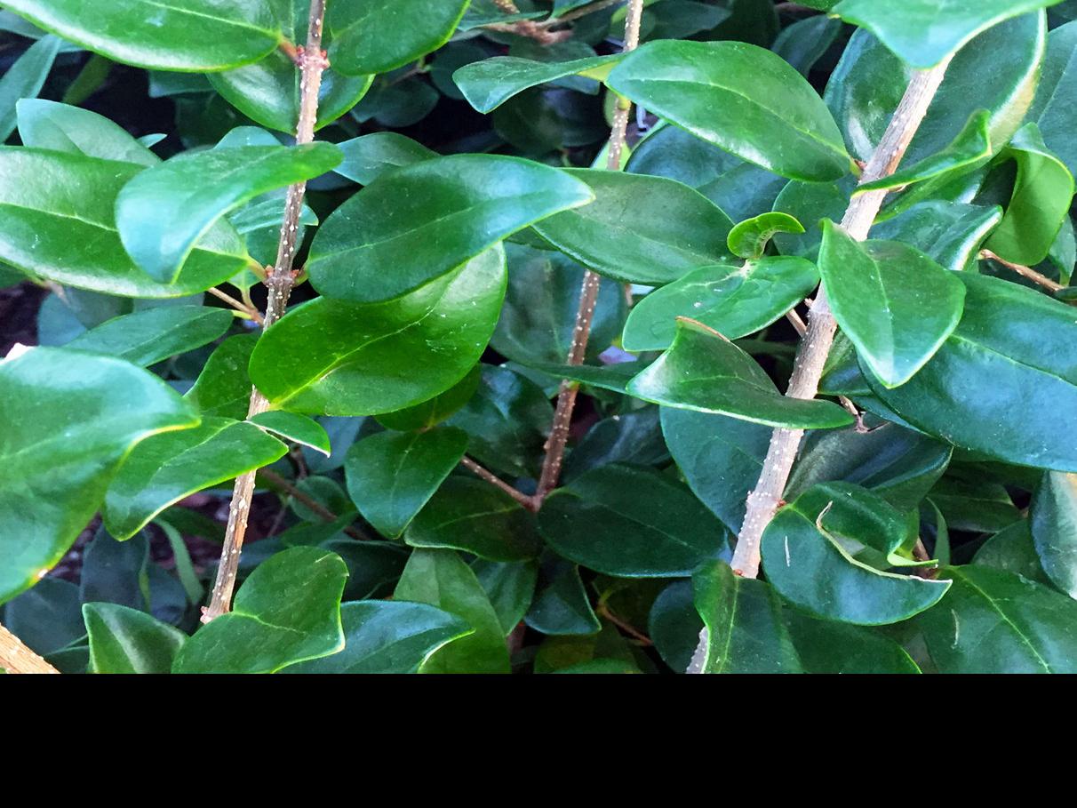 Texas Gardening Use Great Care When Trying To Remove Vines From