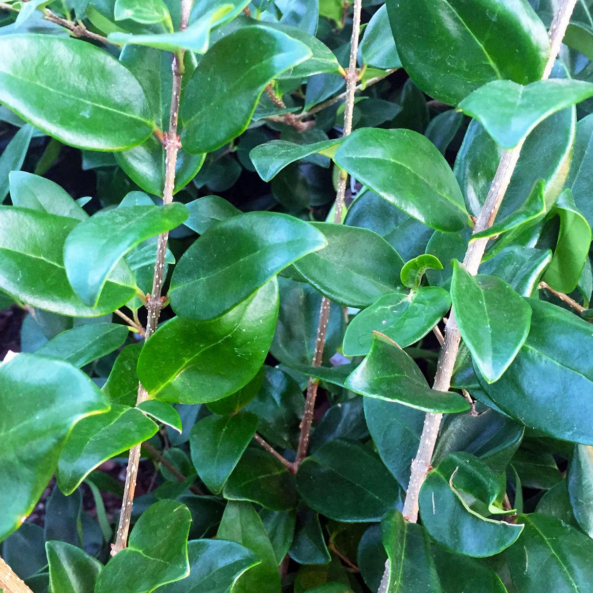 Texas Gardening Use Great Care When Trying To Remove Vines From Asian Jasmine Brazos Life Theeagle Com