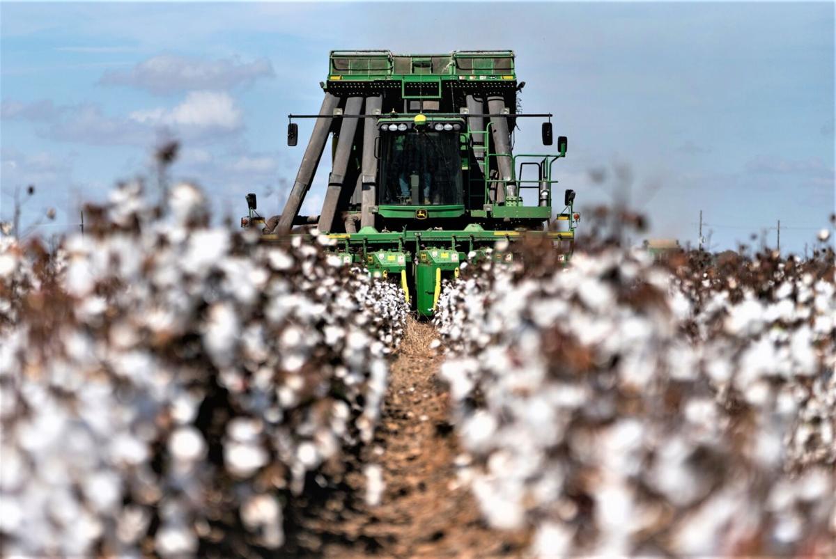 Cotton harvest (copy)