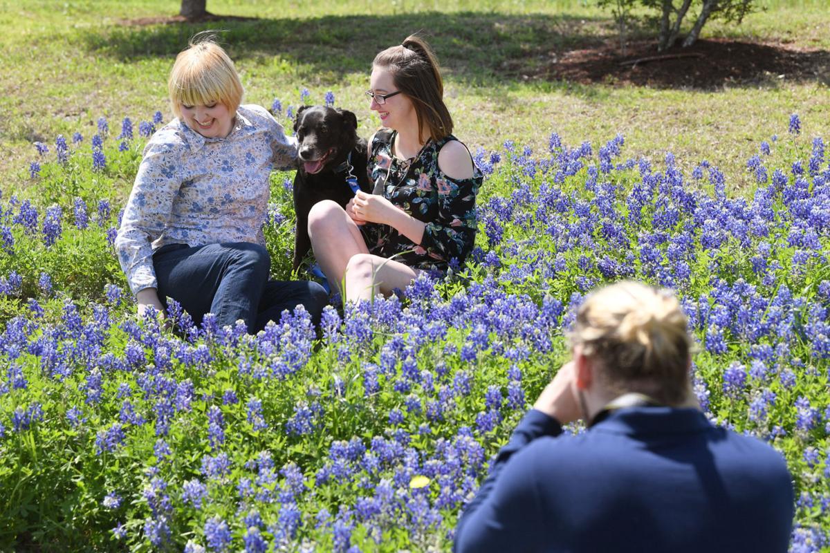 Bluebonnets