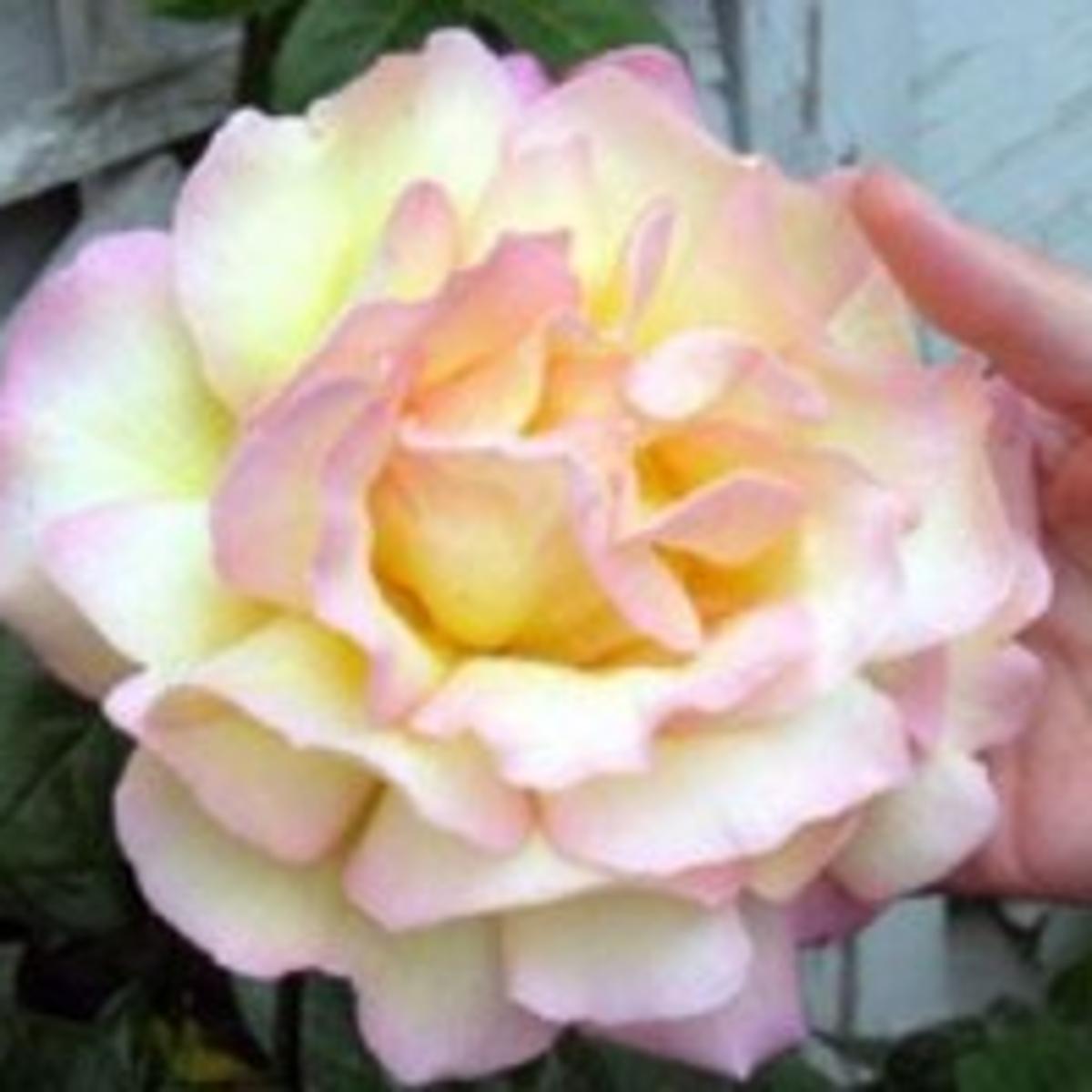 Peace Rose Has War Torn History Local News Theeagle Com