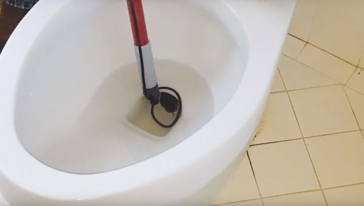 Call of nature: 5-foot Texas rat snake found in toilet in Brazos ... Call of nature: 5-foot Texas rat snake found in toilet in Brazos ...