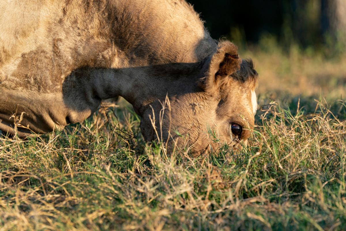 Grazing cattle