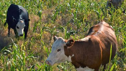 Research shows grazing cover crops can add economic value - Bryan-College Station Eagle