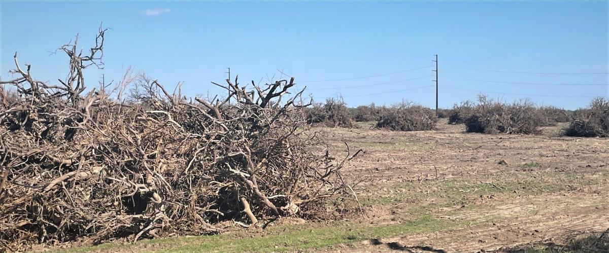 Piles of trees
