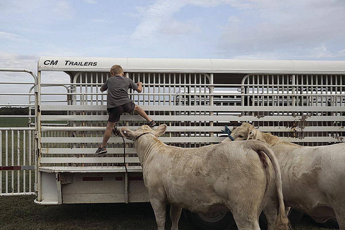Use common sense when transporting cattle Land & Livestock Post