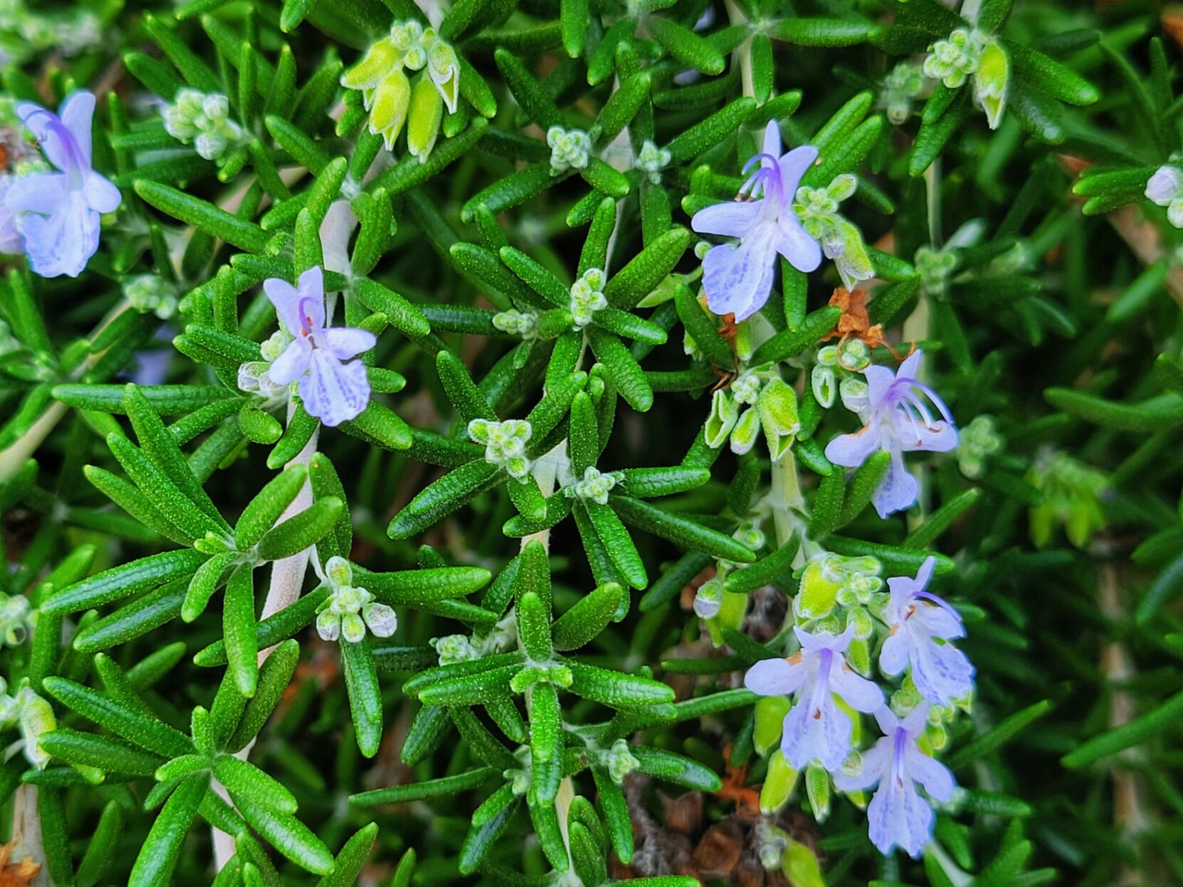Brueggerhoff: Versatile rosemary shrub delights the senses