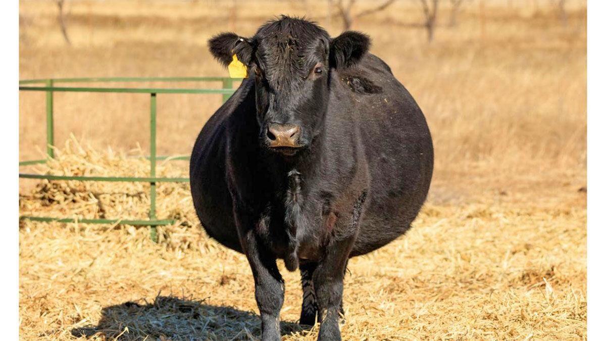 Pregnant cow