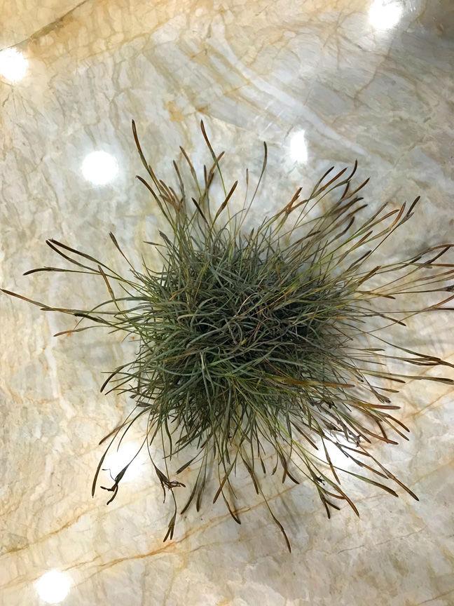 The misunderstood magic of ball moss