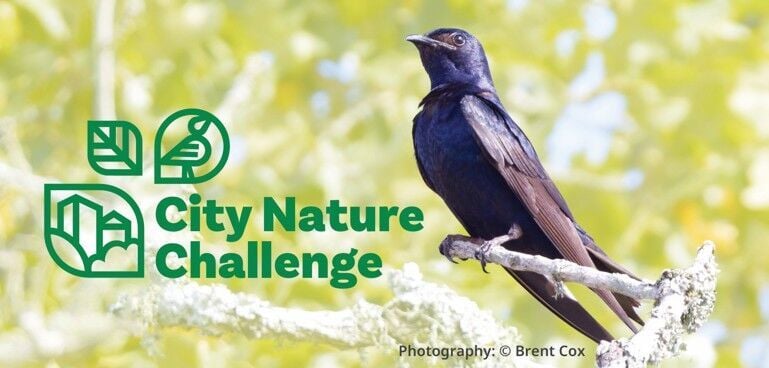 Brazos Valley ranks among the top 8% worldwide in 2026 City Nature Challenge
