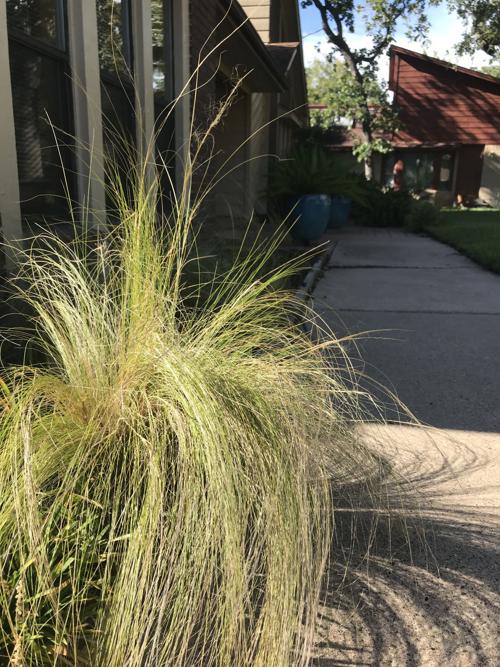 Mexican Feather Grass