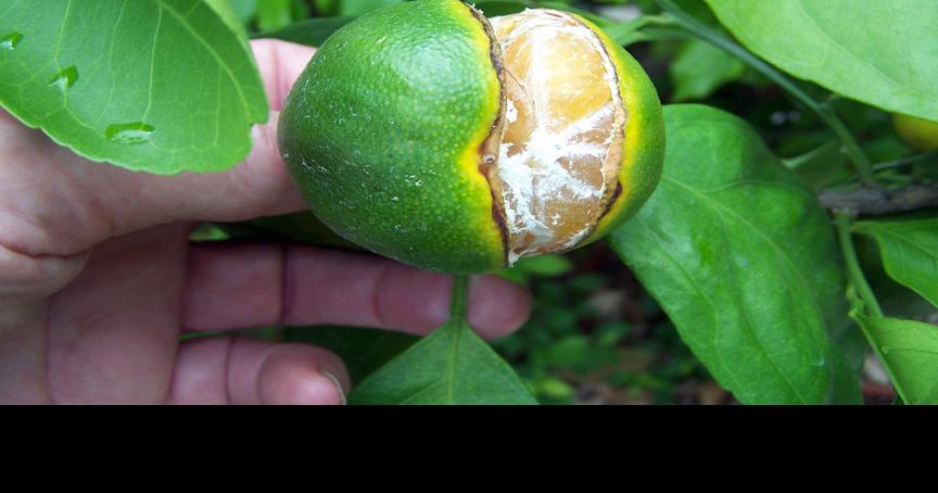 TEXAS GARDENING: Environmental stress can make citrus split
