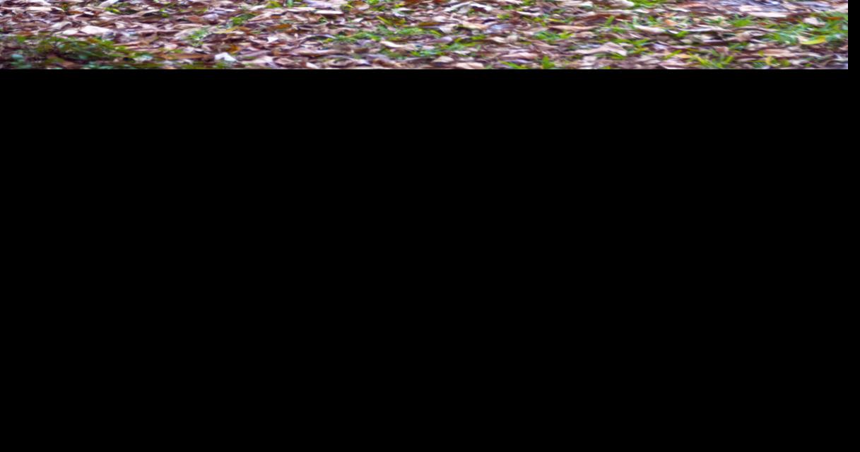 Neil Sperry column: Leave leaves on your lawn except during fall leaf drop