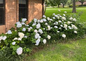 Neil Sperry column: There’s no need to mess with hydrangeas’ success
