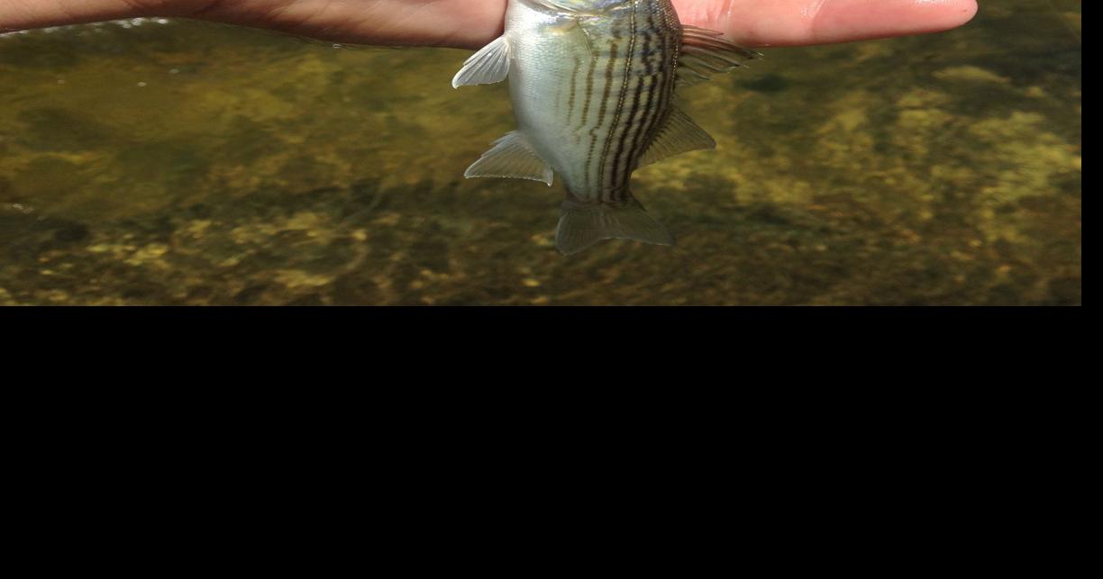 River rats gorging on tube hatch..
