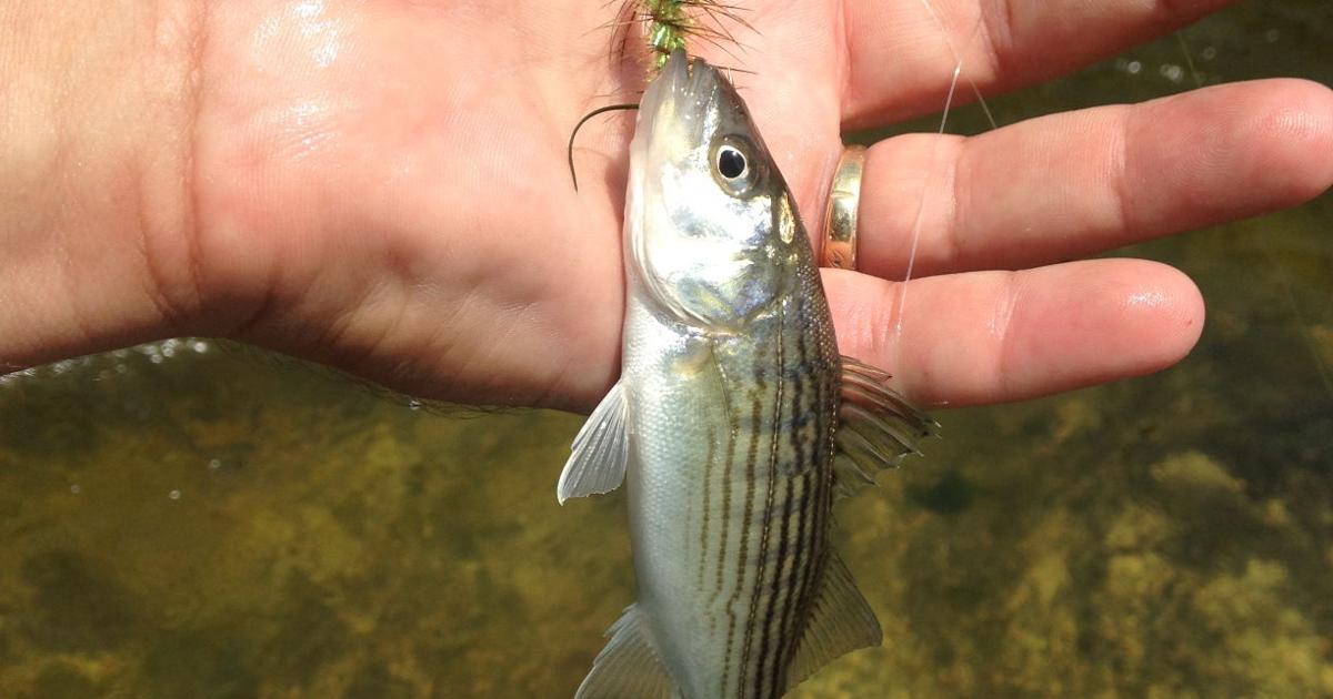 River Rats Fishing River rats gorging on tube hatch..