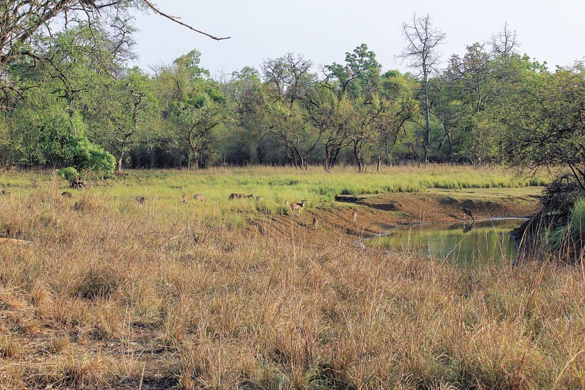 Study: Old-growth grasslands should be valued, not destroyed