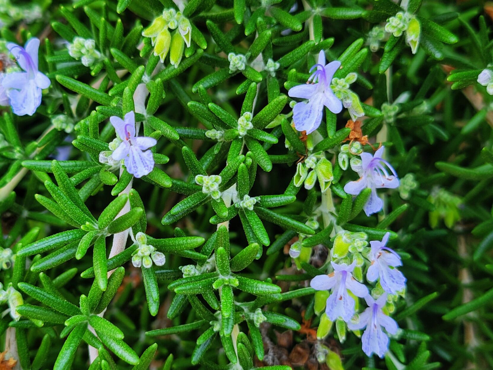 Brueggerhoff: Versatile rosemary shrub delights the senses