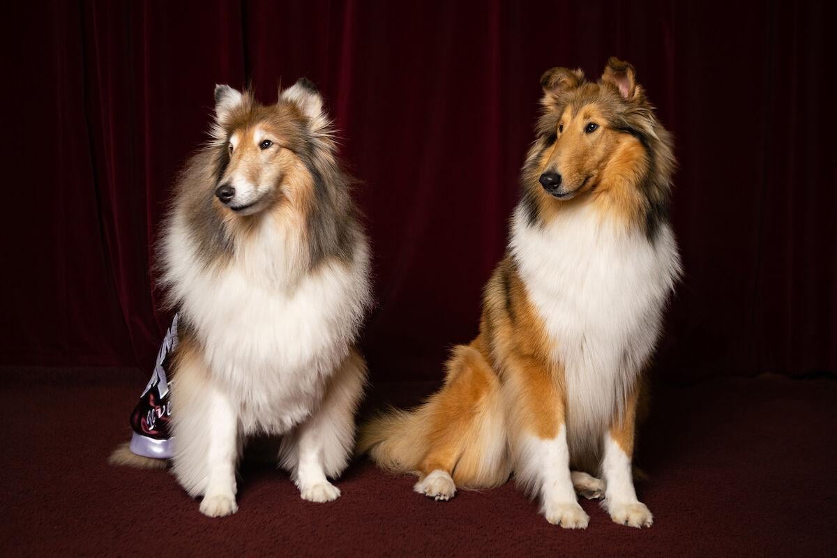 Reveille IX and Reveille X