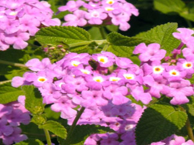 Texas Gardening Lantanas Will Usually Return With Spring Local