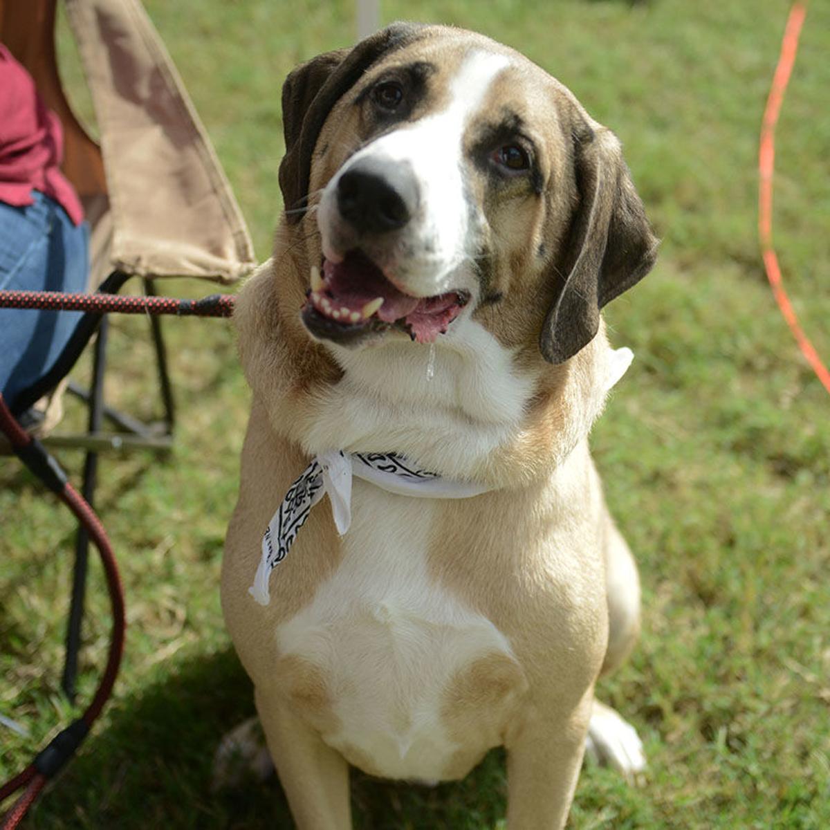 Pet Talk Fatty Tumors Are Nothing To Fear Texas A M Theeagle Pet Talk Fatty Tumors Are Nothing To