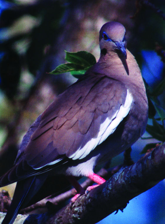 2014 dove, teel season dates, bag limits finalized by the Texas Parks
