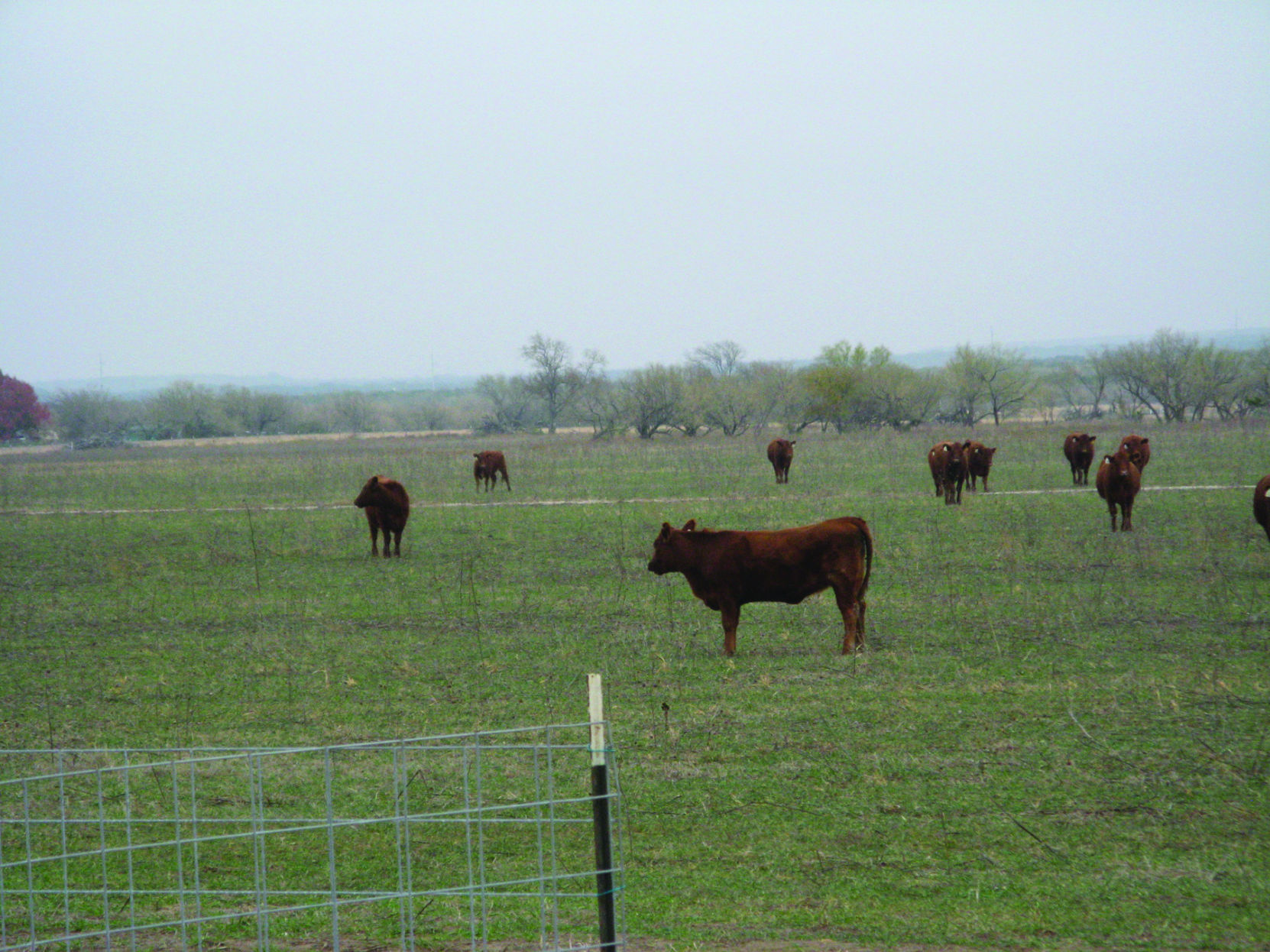 trichomoniasis in cattle