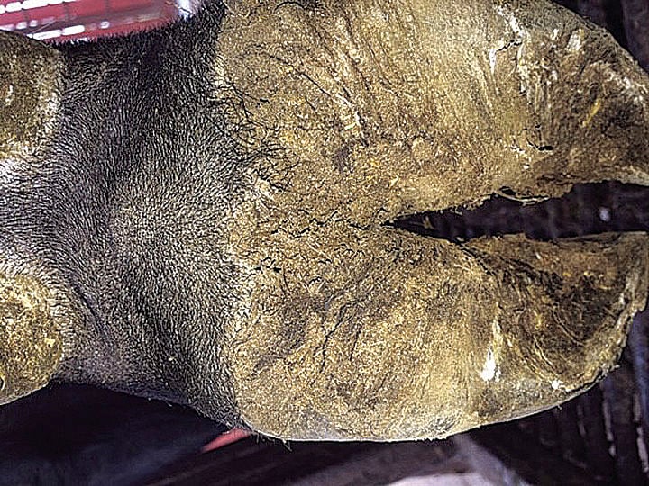 Something rotten Looking for foot rot Land & Livestock Post