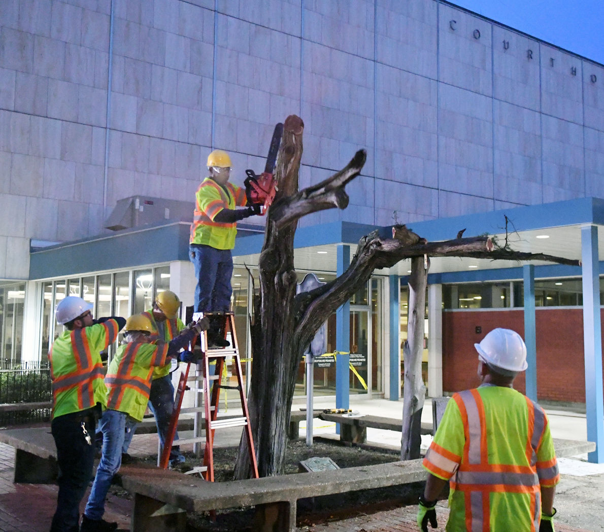 Courthouse Tree Cut 12.jpg