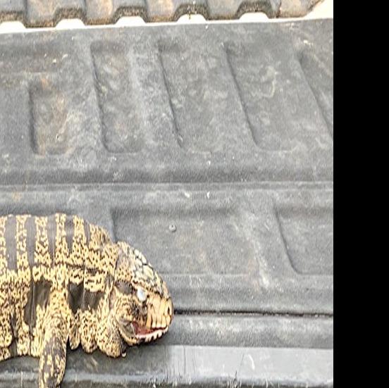 Exotic Lizard Trapped In College Station Neighborhood Local News Theeagle Com