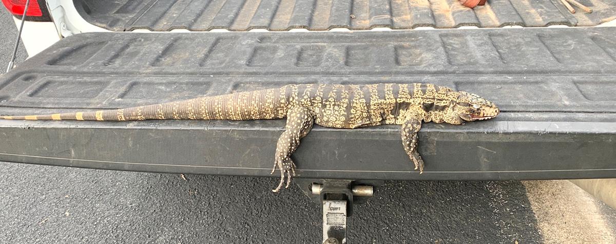 Exotic Lizard Trapped In College Station Neighborhood Local News Theeagle Com