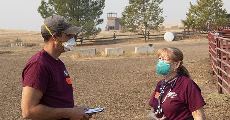 Texas A&M veterinary team helps animals affected by California fires