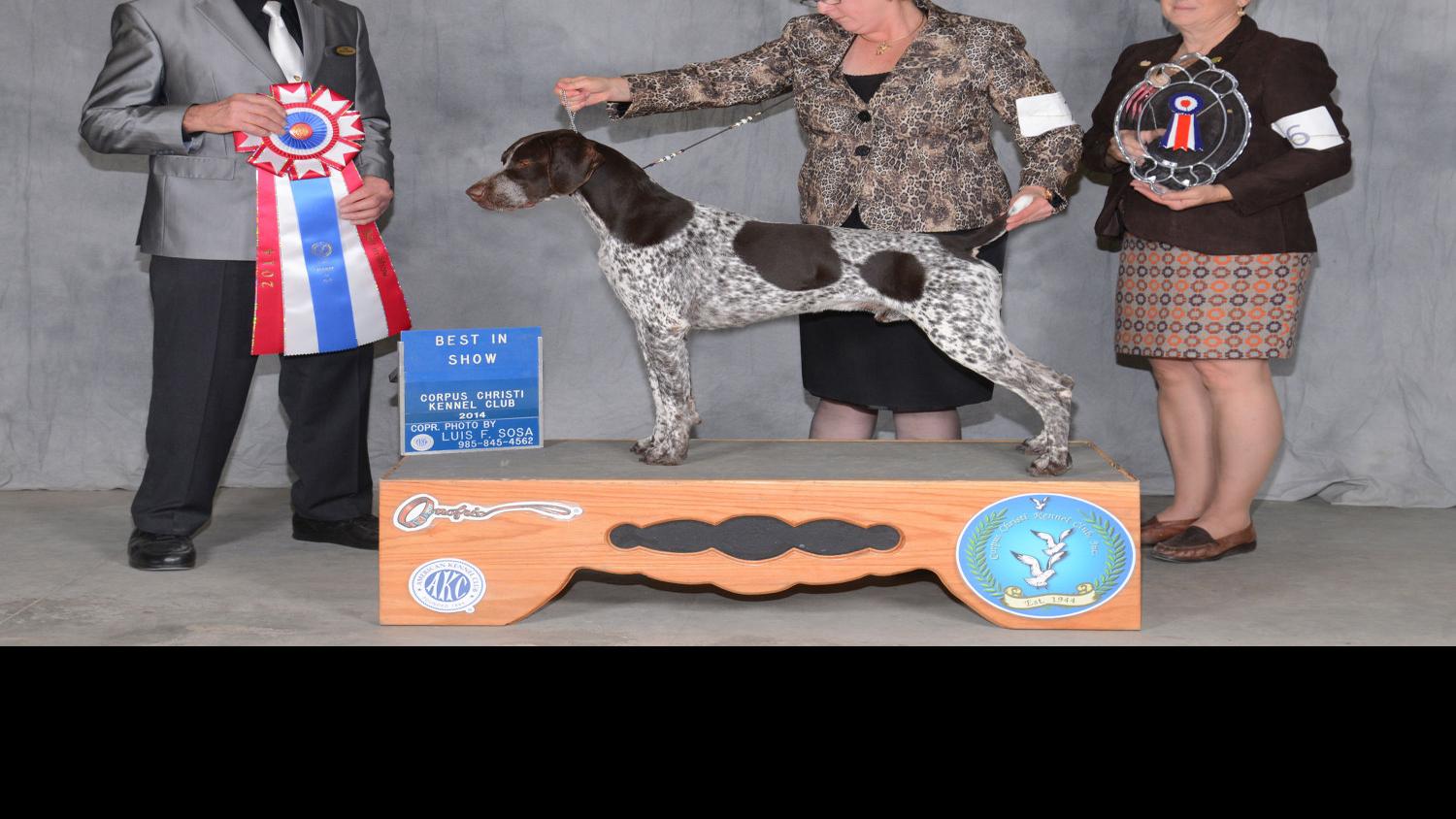 Local Veterinarian S Dog Wins Best Of Breed Award At Westminster Dog Show Local News Theeagle Com
