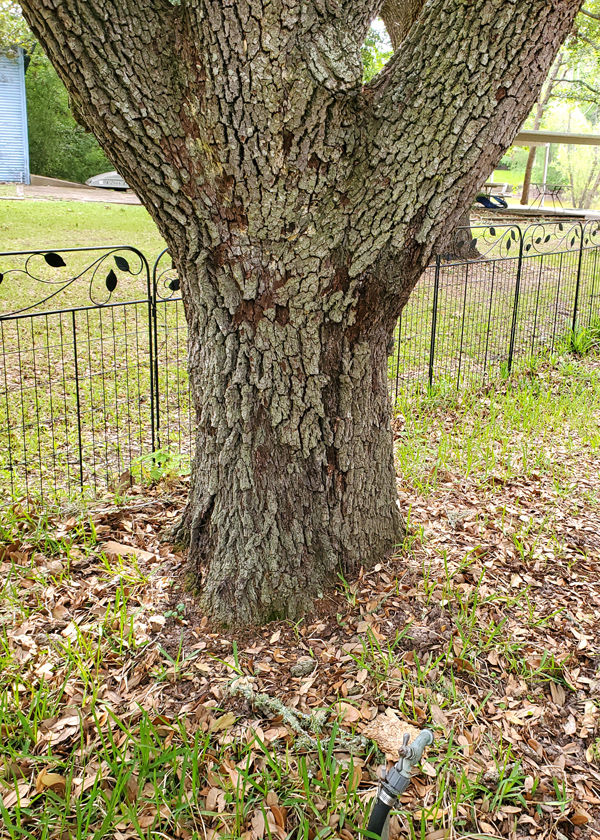 TEXAS GARDENING Summer should stop powdery mildew on lemon tree