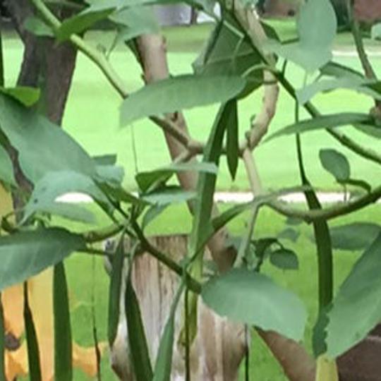 Texas Gardening Brugmansia Can Survive Cold With A Little Help Local News Theeagle Com