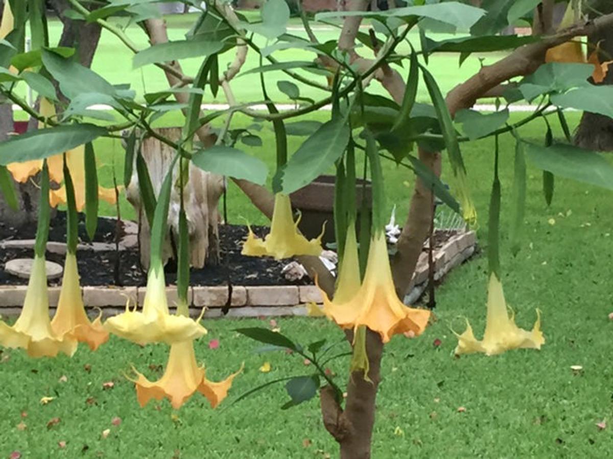 Texas Gardening Brugmansia Can Survive Cold With A Little Help