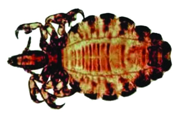 Lousy Little Bugs Managing Lice On Beef Cattle Land Livestock