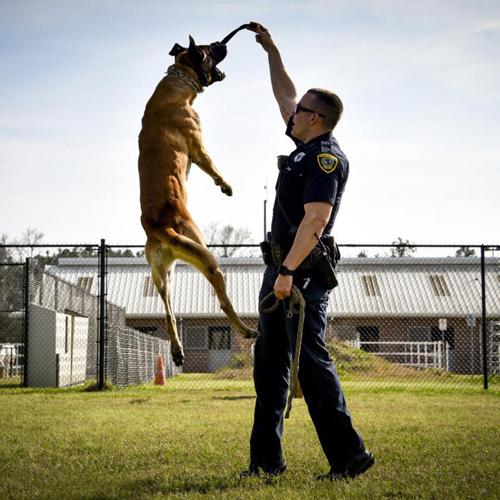 Texas A&M veterinarians to treat Houston police dog battling bone cancer