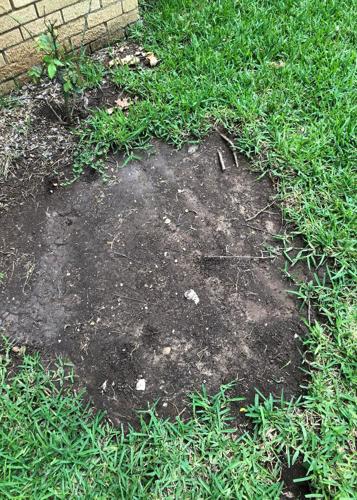 TEXAS GARDENING: St. Augustine dying in round patch