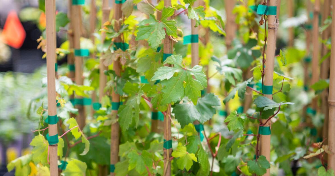 062326-bcs-news-Grapes-010.JPG