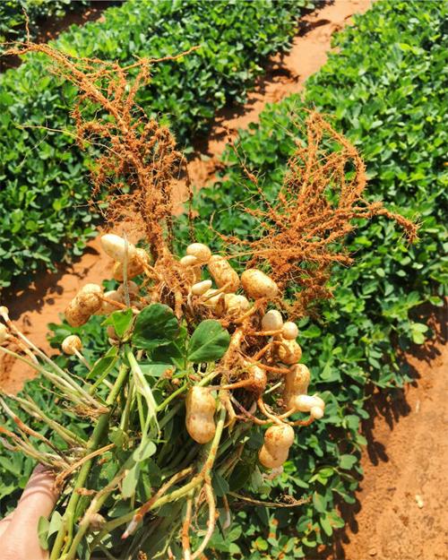 Texas peanut producers hit hard by midyear drought