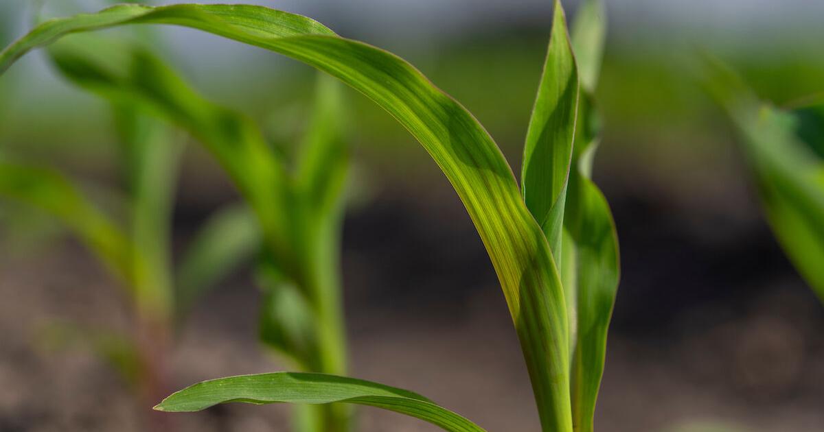Agriculture (copy)
