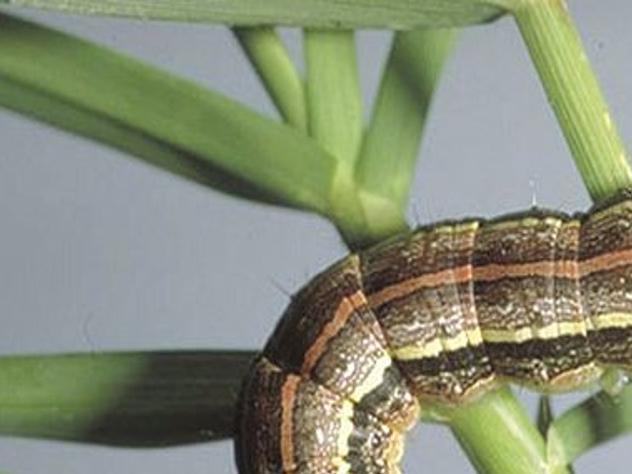 Texas A M Agrilife Extension Heavy Rain Could Bring Armyworm Invasion Latest Headlines Theeagle Com