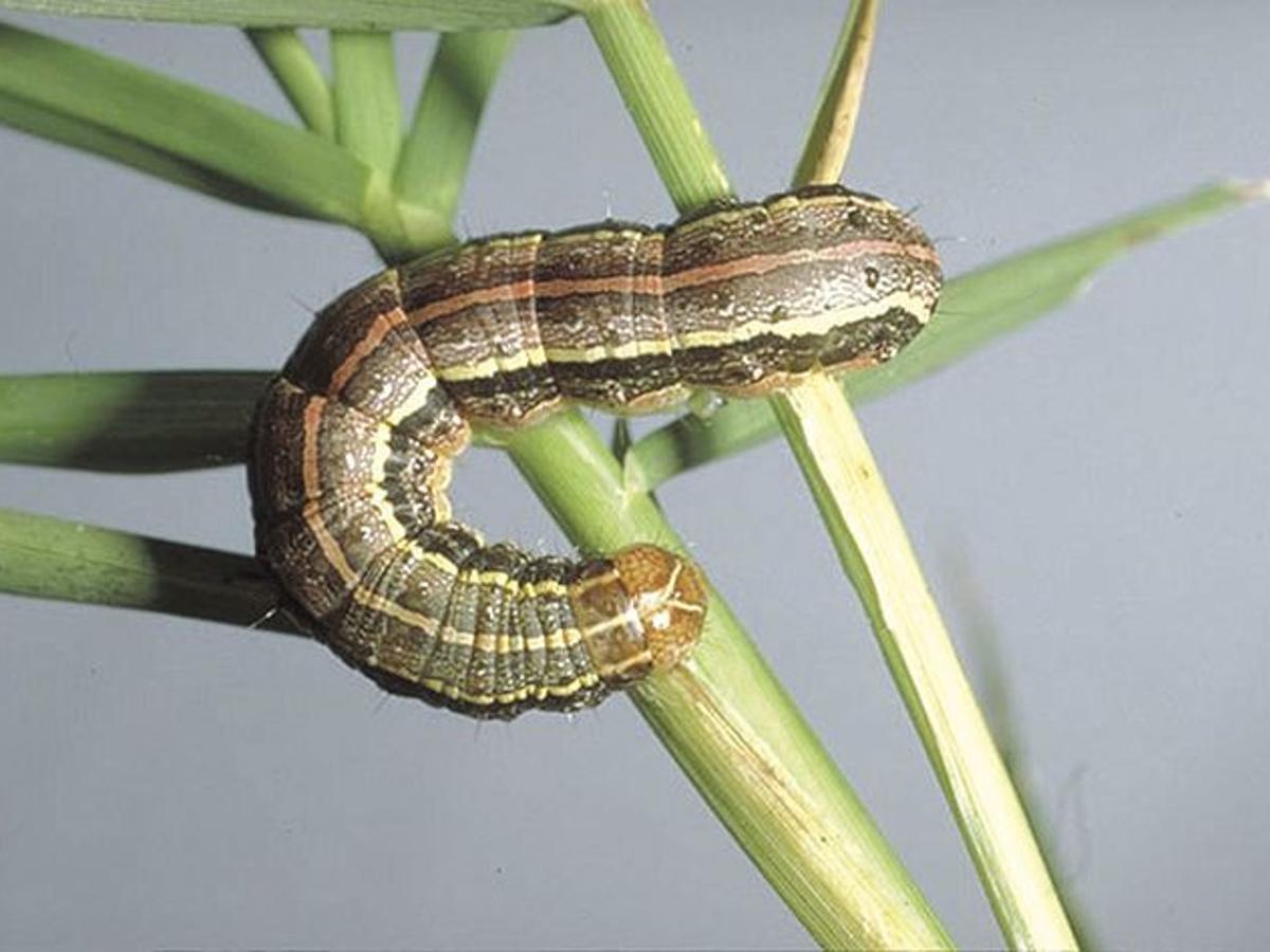 Texas A M Agrilife Extension Heavy Rain Could Bring Armyworm Invasion Latest Headlines Theeagle Com Texas A M Agrilife Extension Heavy Rain Could Bring Armyworm Invasion Latest Headlines Theeagle Com