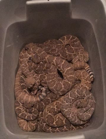 24 rattlesnakes found in Texas house -- including one in the toilet