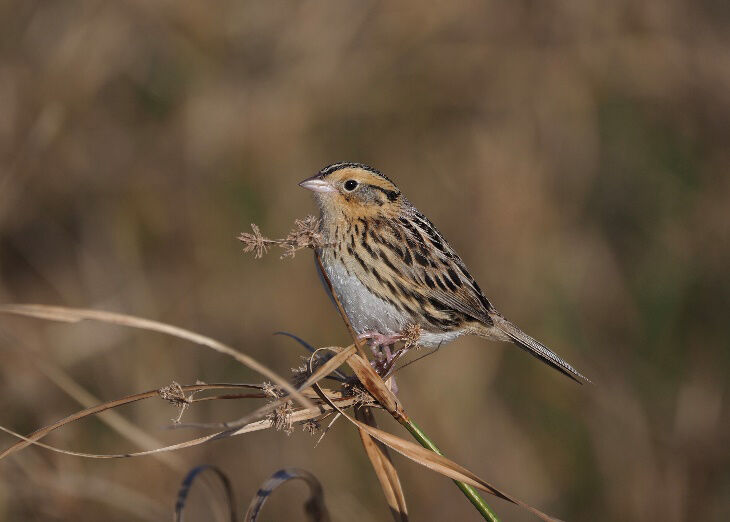 Flying at night: Project aims to decipher nocturnal bird migration over