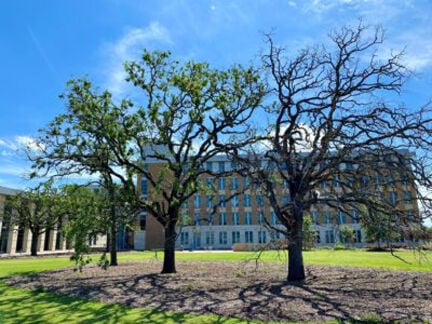 Oak trees damaged by winter storm
