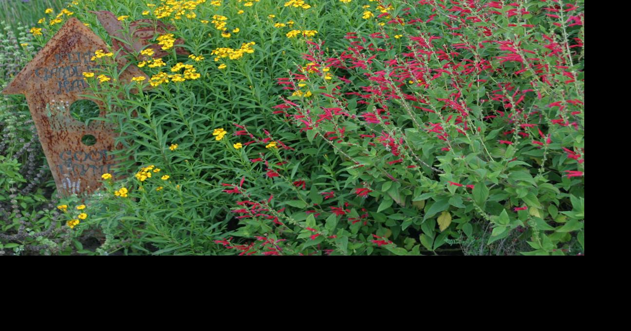 SKIP RICHTER: Herbs provide beauty, fragrance and flavor | Brazos Life